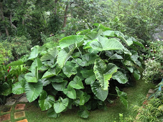 Elephant ears