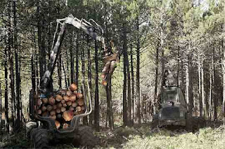 medio ambiente ecologia