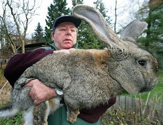 Carl Szmolinsky, GIant Rabbit, Giant German