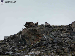 chamois vers le Sasseneire