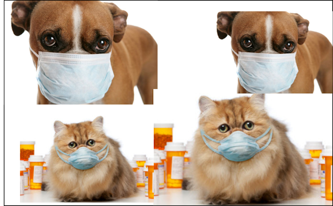 Al gato y al perro también les da gripa