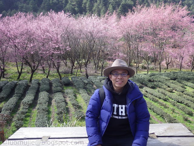 Wuling Farm cherry blossoms