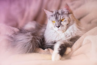 9- قطط الماين كون : Maine coon