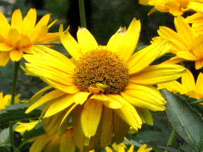 Ox-Eye Daisy False Sunflower (Rudbeckia hirta)