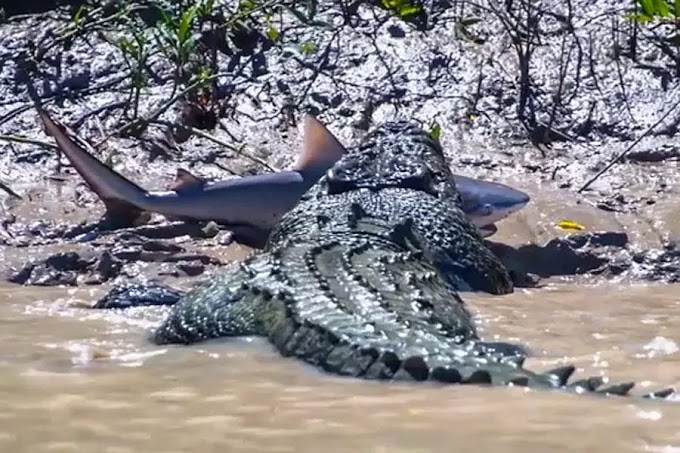 Crocodilo mata e se alimenta de tubarão touro