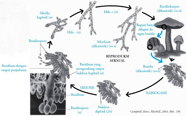 Divisi Basidiomycotina sering disebut juga sebagai the club Pintar Pelajaran Divisi Basidiomycotina : Fungi Pengertian Ciri-ciri Struktur Sel Reproduksi Contoh