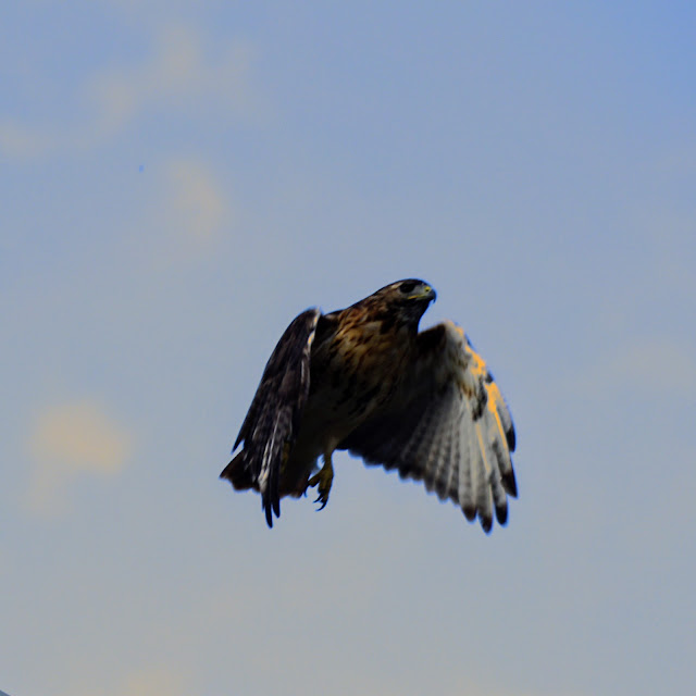 Red-tail hawk seen in Todmorden Mills
