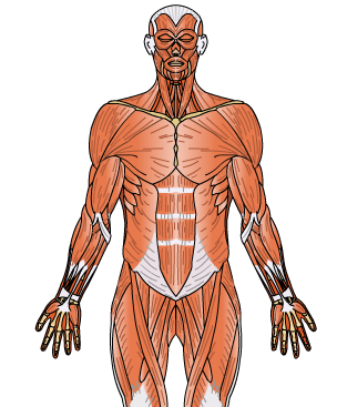 http://www.educaplus.org/play-60-Sistema-muscular.html