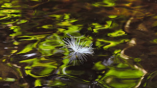 white pochote flower floating in Rio Viejo, Puriscal, Costa Rica