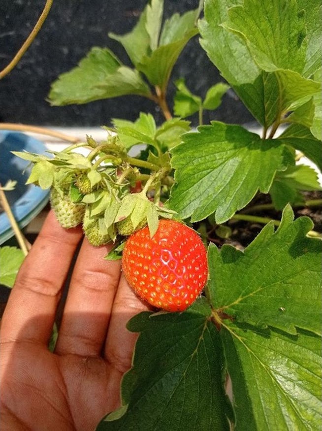 Strawberry Soelhyang Sumatra Barat