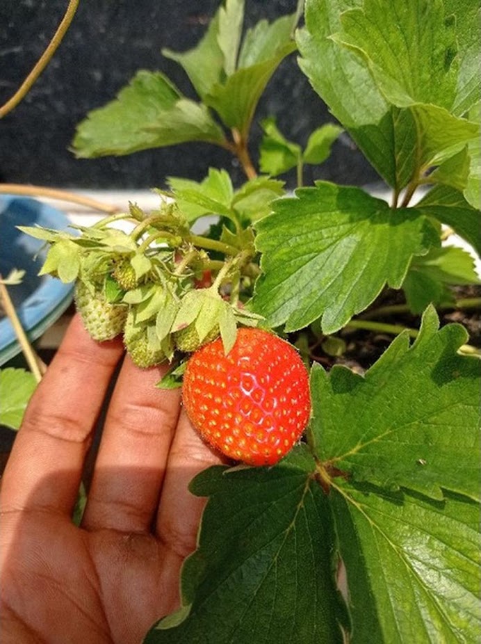 Strawberry Soelhyang Daerah Istimewa Yogyakarta