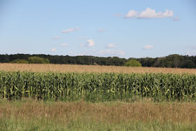 is field corn really a "food crop?"