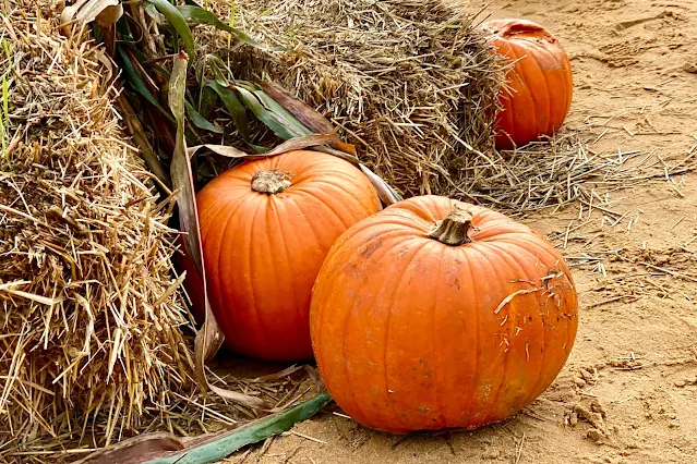 Pumpkins and hay bales