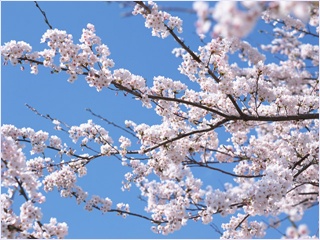 Cherry blossoms.
