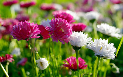 HD FLOWERS IMAGES COLLECTIONS  03