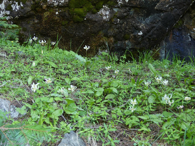 rock base and profussion of fawn lilies