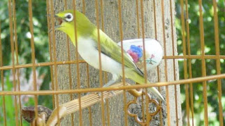 KARAKTERISTIK PLECI SIAP  UNTUK DI LOMBAKAN