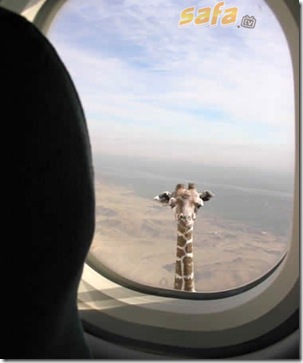 Tallest_animal— Giraffe