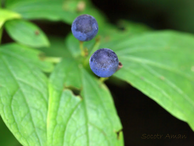 Caulophyllum robustum