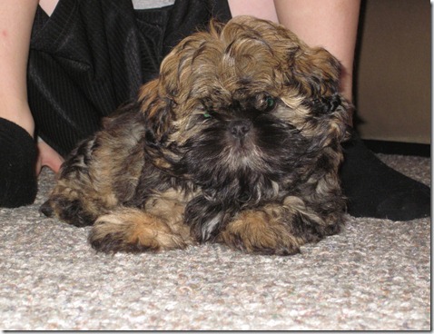 Chewbacca 051