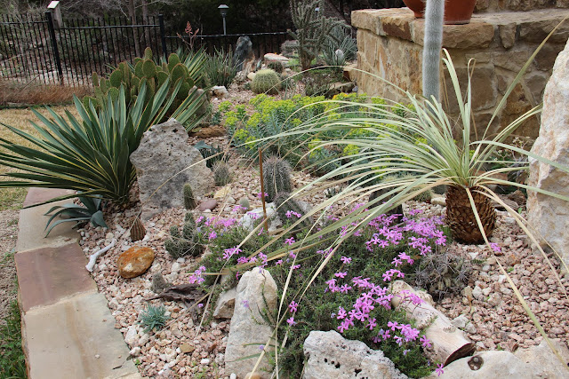 Aloe maculata, Euphorbia rigida, Drummond Creeping Phlox and Sedum palmeri