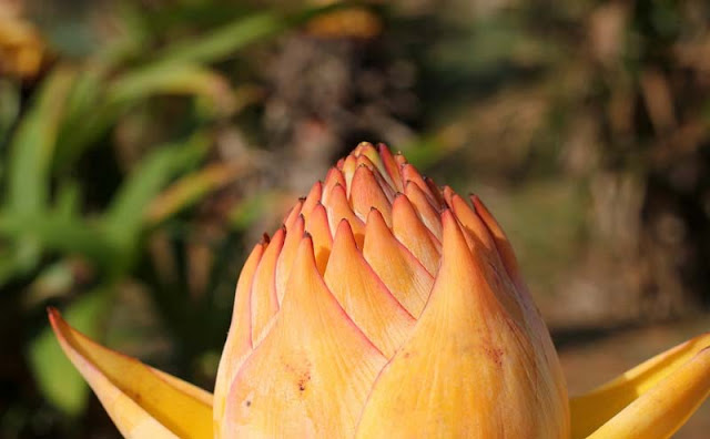 Chinese Yellow Banana Flowers Pictures