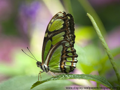 Butterfly Desktop Wallpaper HD