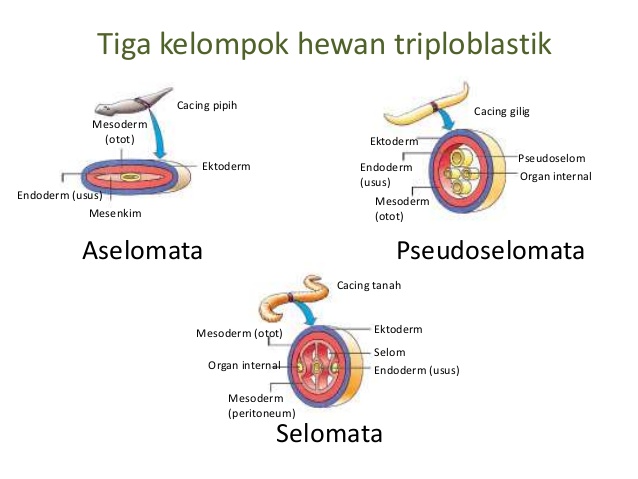 Pertumbuhan dan Perkembangan Hewan  Materi Lengkap 