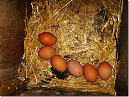 Eggs