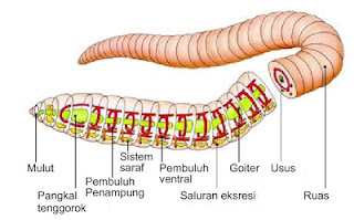  Sistem  pernapasan pada cacing  tanah Biologi and Scinece