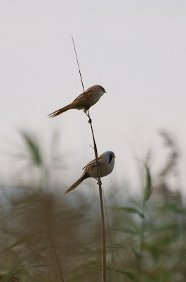 Burdmantsje - Baardman - Panurus biarmicus