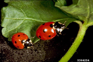 Sevenspotted lady beetle