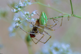 araña-lince-verde-peucetia-viridis-