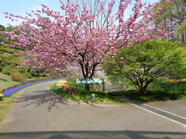 花の谷の八重桜が満開