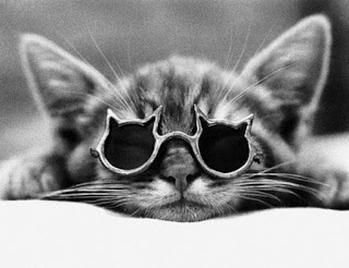 Foto Gambar Kucing Lucu Pakai Kacamata Hitam