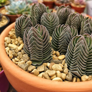 Crassula Buddhas temple care