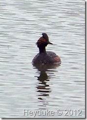 eared grebe at tule lake