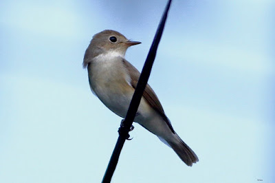 Red-breasted Flycatcher