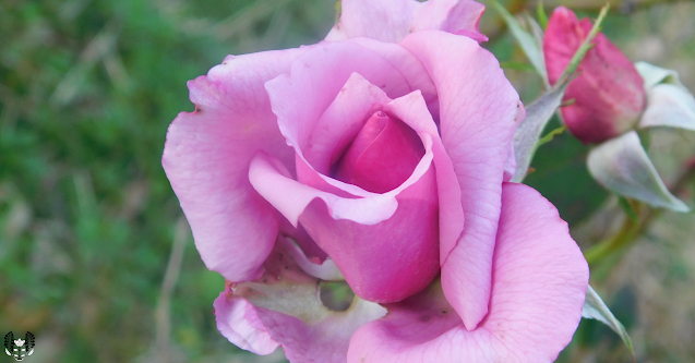 バラ(薔薇)Rose