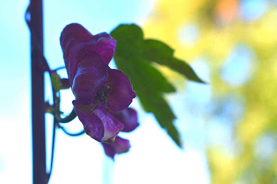 Aconitum hemsleyanum