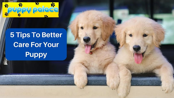 5 Tips To Better Care For Your Puppy