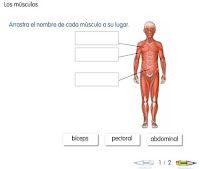 http://primerodecarlos.com/SEGUNDO_PRIMARIA/SANTILLANA/Libro_Media_Santillana_c_del_medio_segundo/data/ES/RECURSOS_GENERALES/PDI/01/01/03/010103.swf