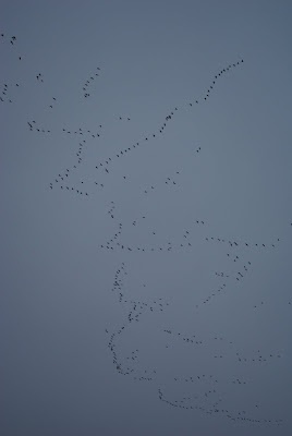 Paugoes - Brandgans - Branta leucopsis