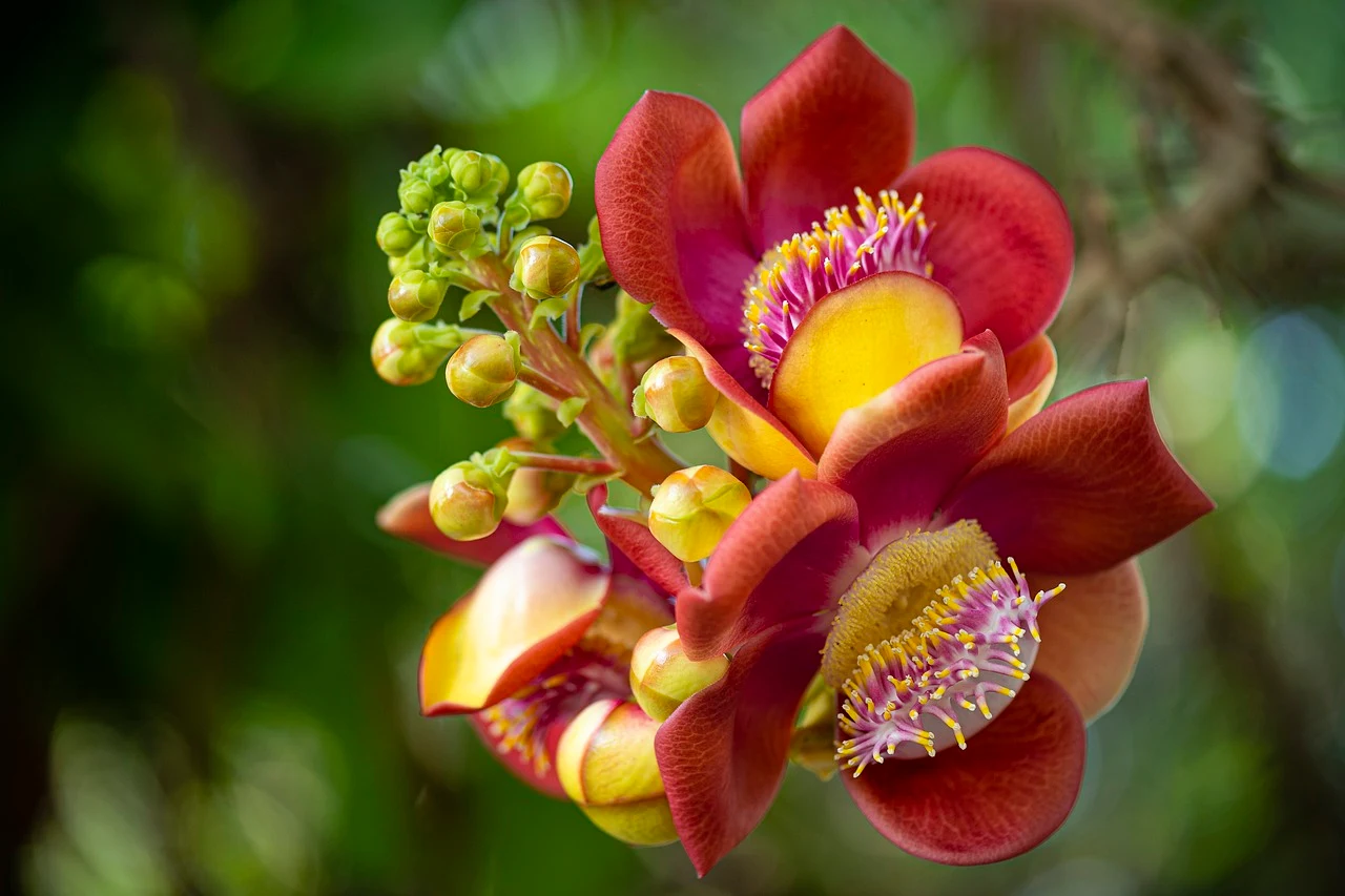 A close-up image of a Sal tree flower with a vibrant yellow center.