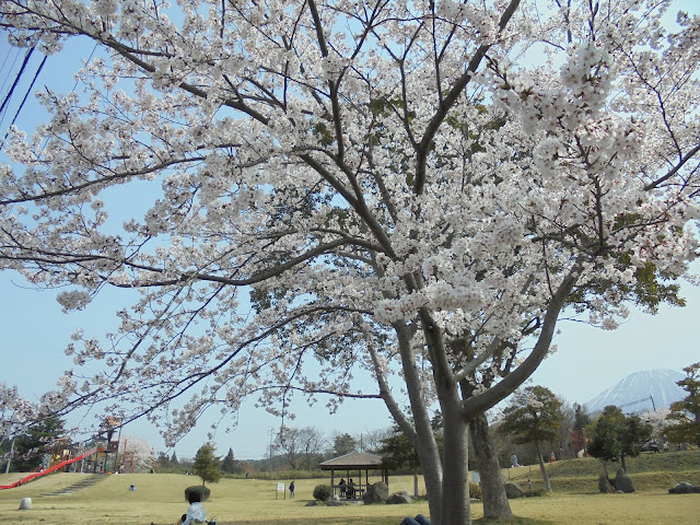 伯耆町総合スポーツ公園のソメイヨシノ桜