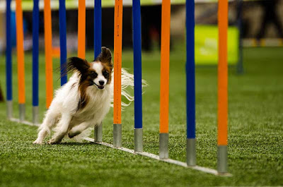 a beginner's guide to dog agility