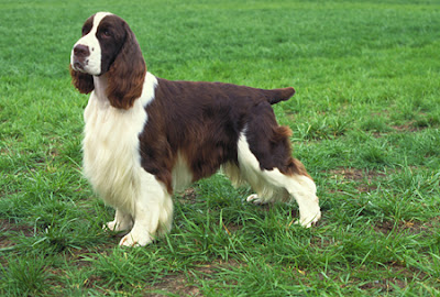 English Springer Spaniel Picture