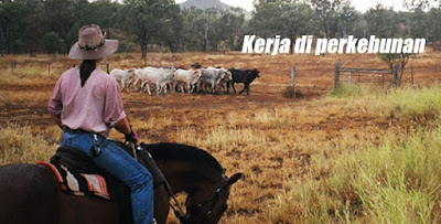 Peluang Kerja Kutip Buah Di Australia, Gaji RM40-48 Per Jam.. Bagaimana?