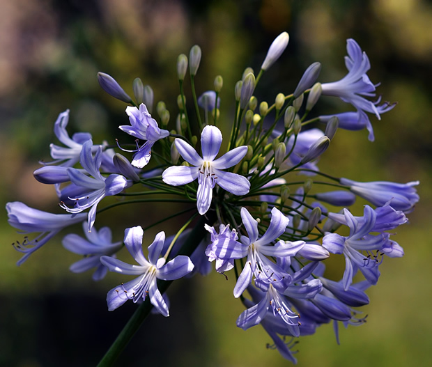 Inflorescence