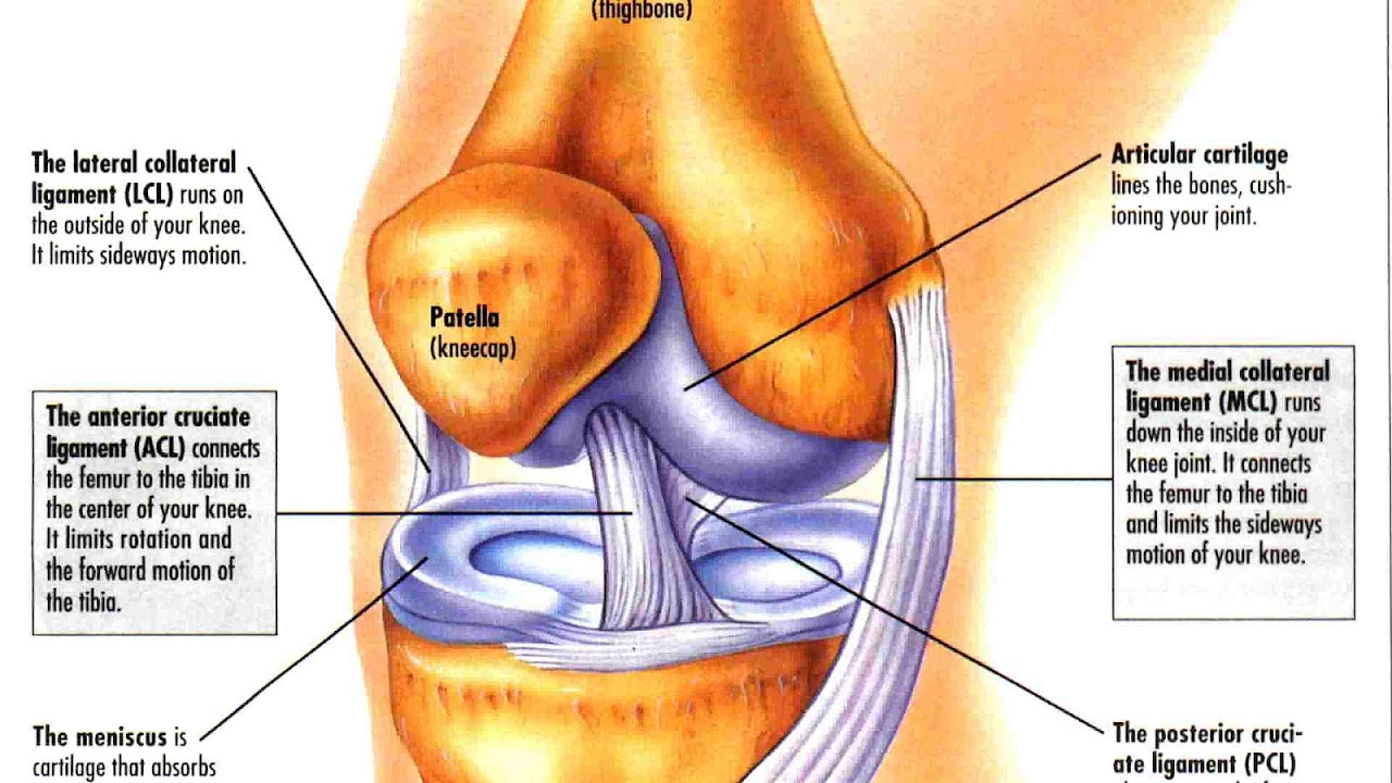 Lateral Collateral Ligament Injury